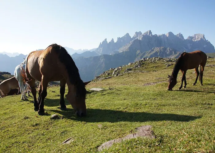 Stella Alpina 3* Falcade